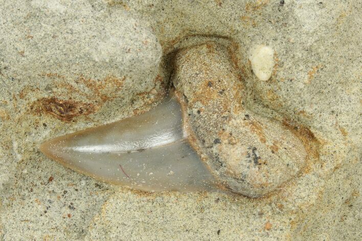 Hooked White Shark Tooth Fossil on Sandstone - Bakersfield, CA #238321